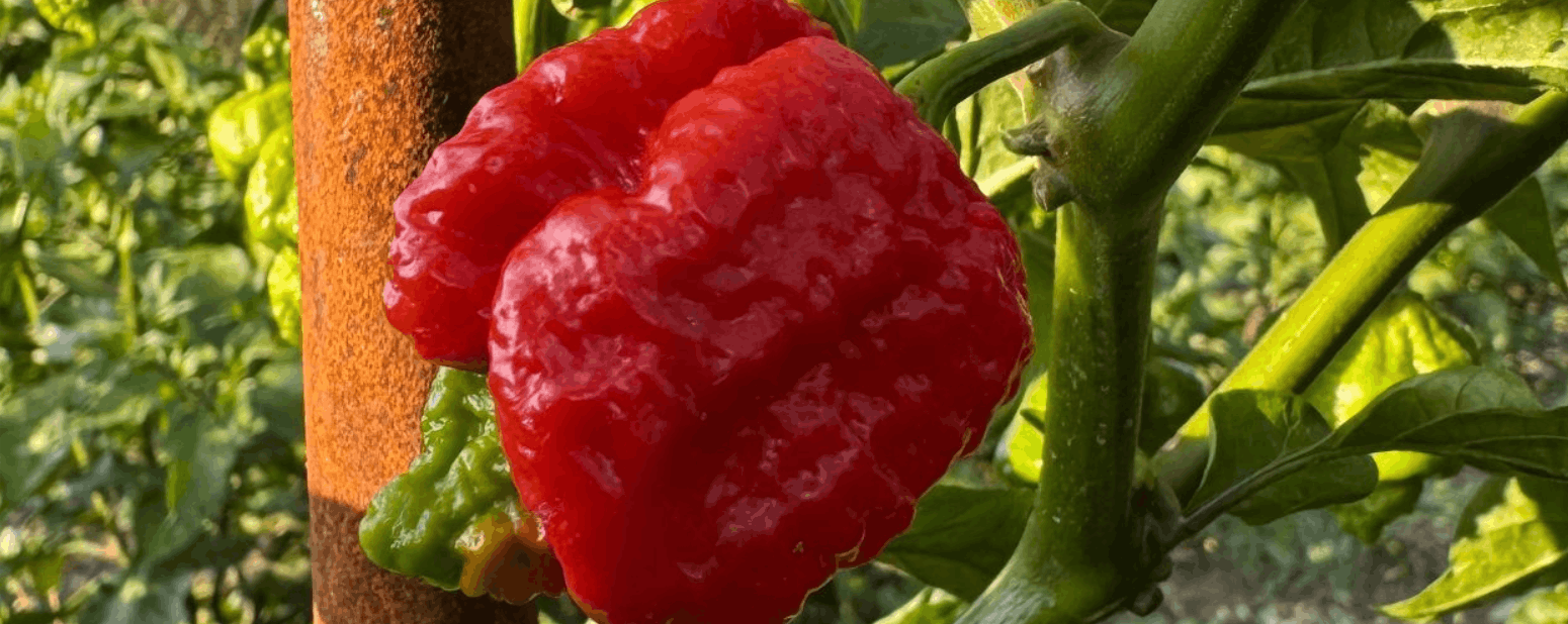 Minijatura galerije 10