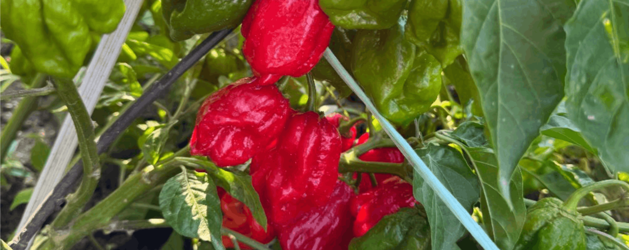 Minijatura galerije 6