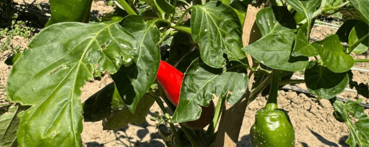 Minijatura galerije 8