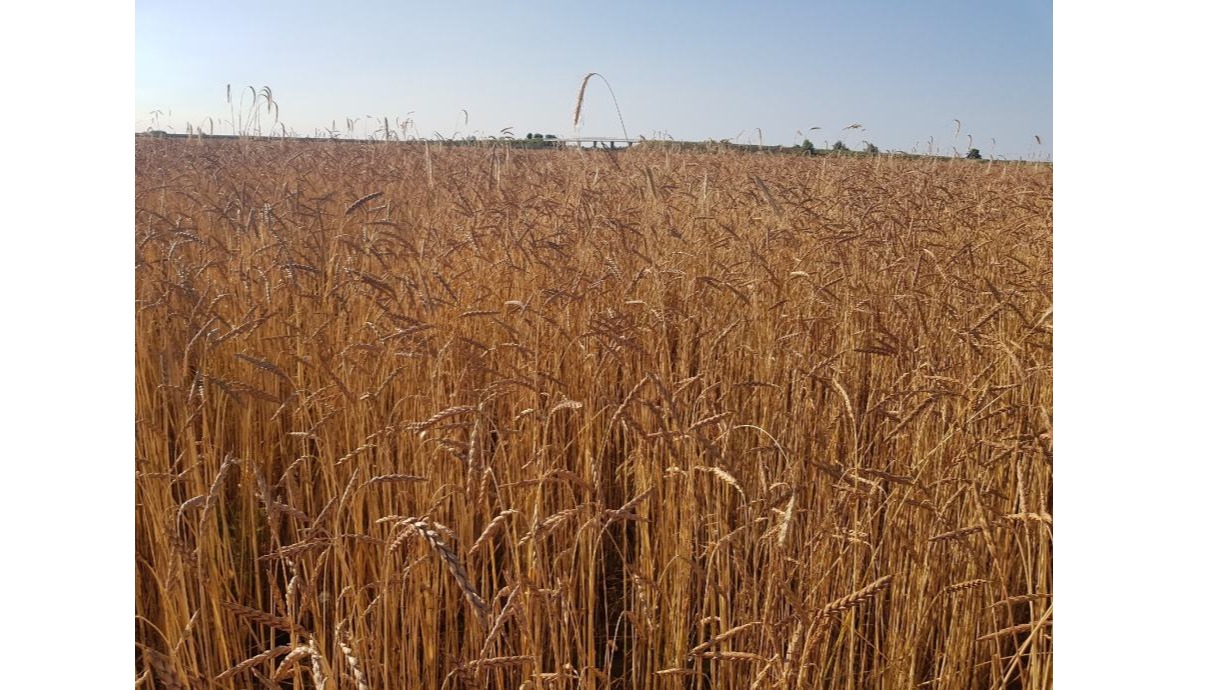 Minijatura galerije 4