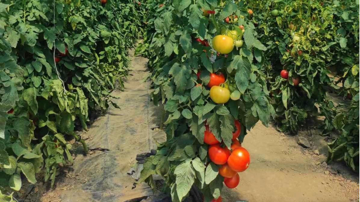 Minijatura galerije 4