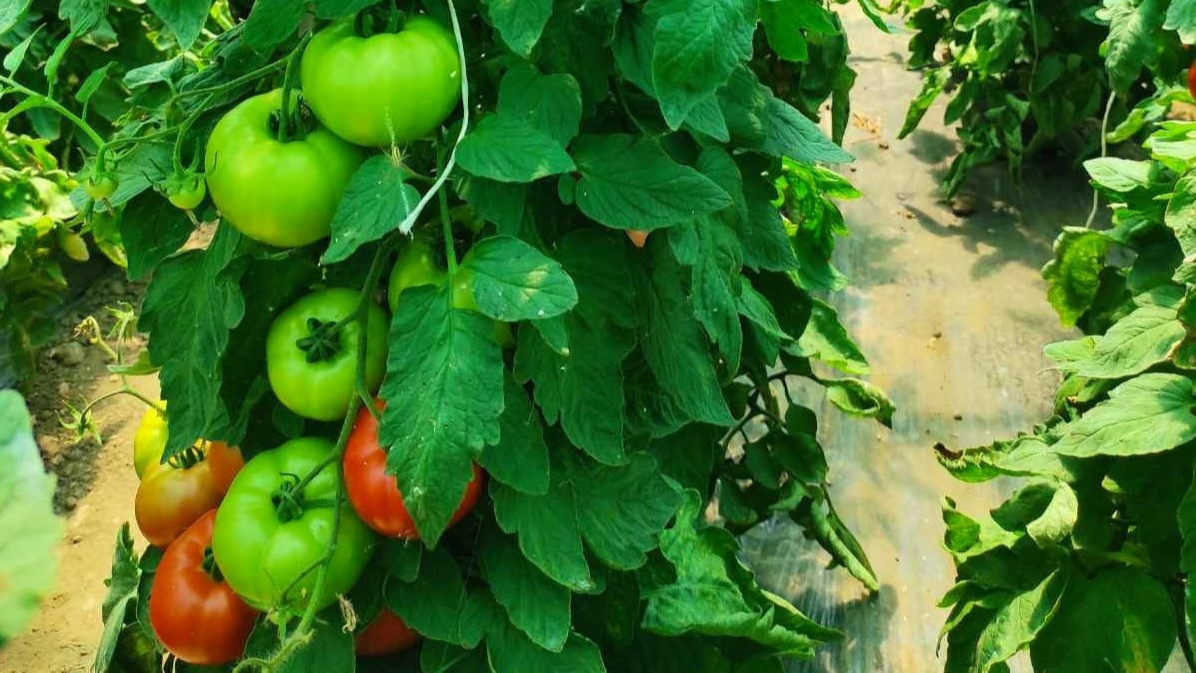 Minijatura galerije 5