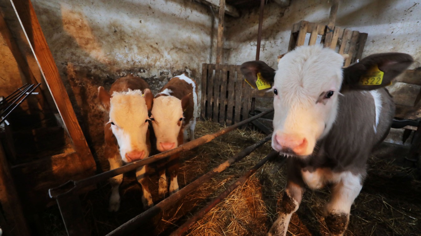 Minijatura galerije 2