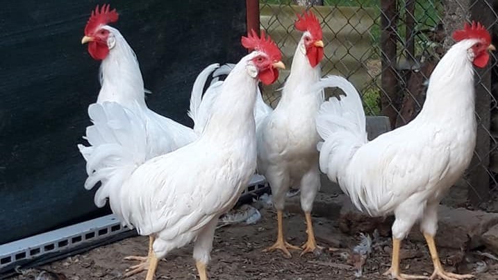 Minijatura galerije 2