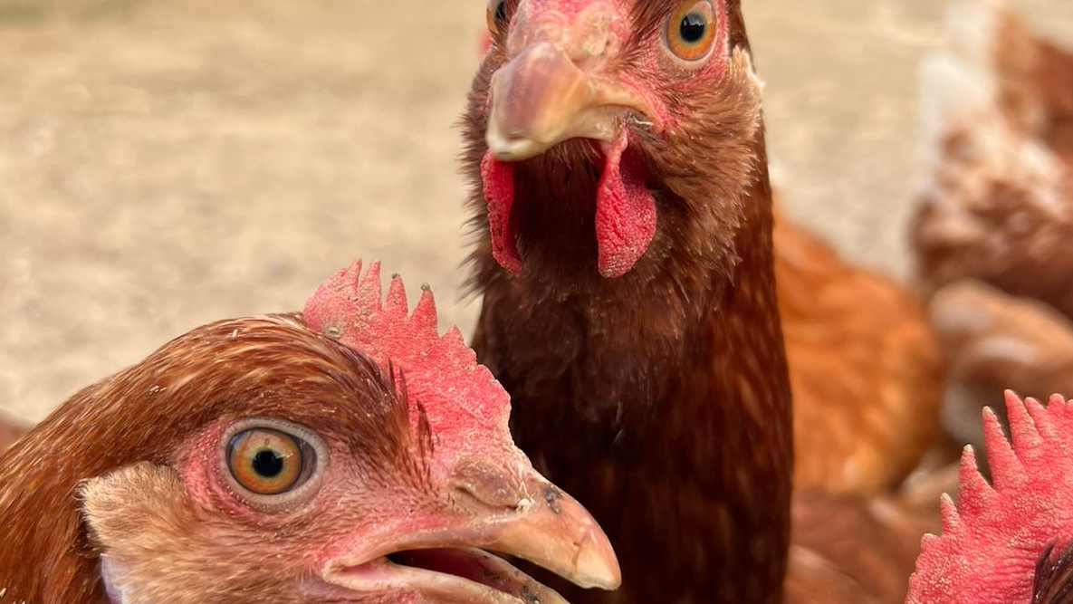 Minijatura galerije 4