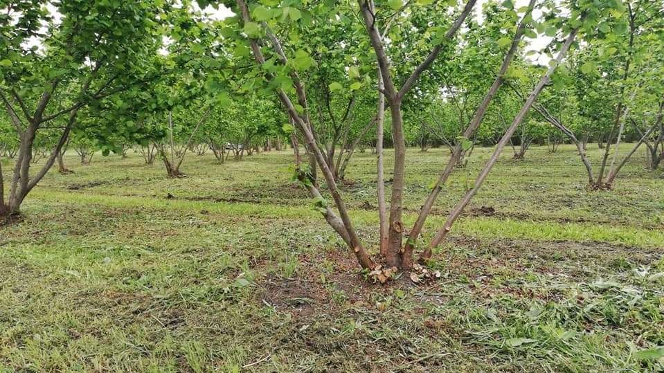 Minijatura galerije 4