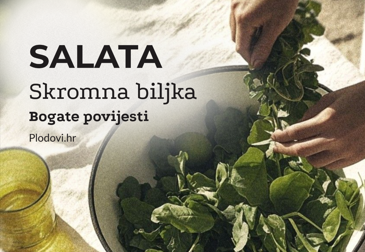 Salata, skromna biljka bogate povijesti i brojnih dobrobiti