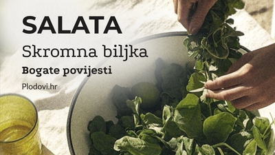 Salata, skromna biljka bogate povijesti i brojnih dobrobiti