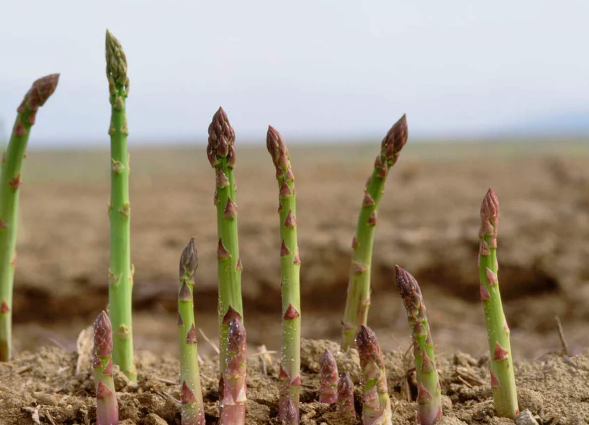 Kako sačuvati šparoge i do 6+ mjeseci?