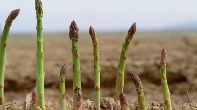 Kako sačuvati šparoge i do 6+ mjeseci?