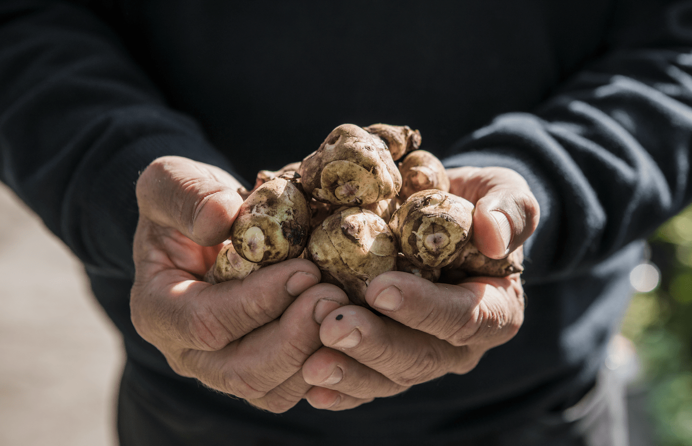 Ukiseljena čičoka - što je i zašto je dobra?