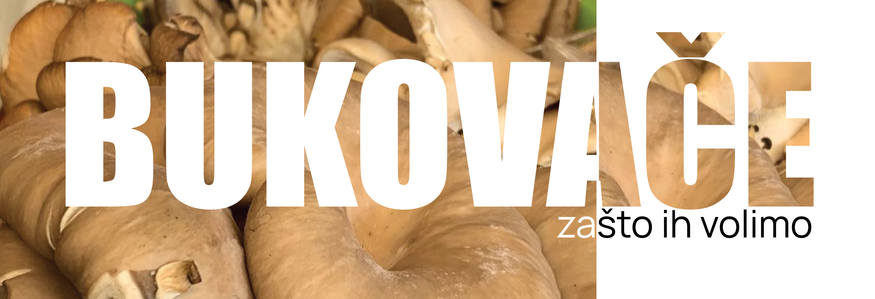 Evo zašto volimo bukovače