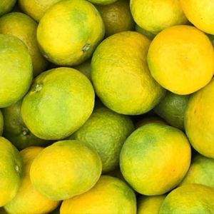 🍊🍉 Putujuće lubenice i mandarine iz zlatne doline 🍉🍊