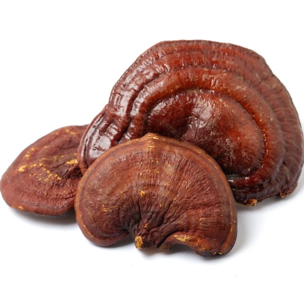 Reisihi lat. lat. Ganoderma lucidum - Image 1