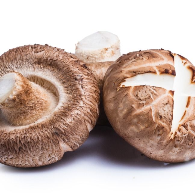 Shiitake lat. Lentinula edodes - Image 1