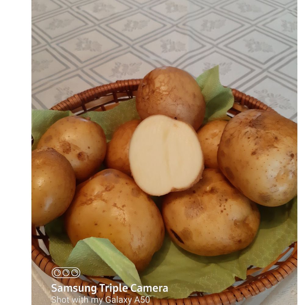 EKO - Bijeli  thumbnail 2