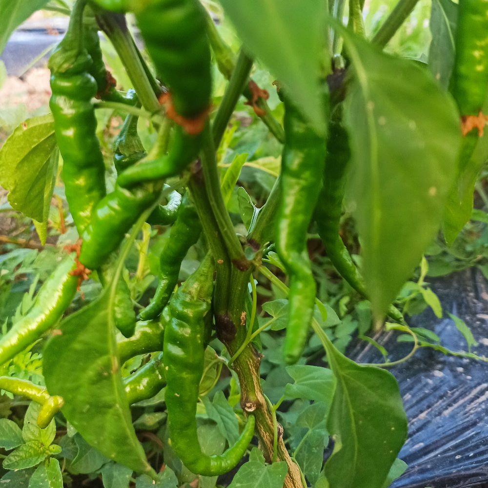 zelena umjereno ljuta - Image 1