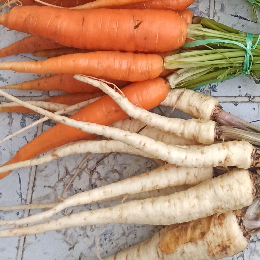 korijen s listom - Image 1