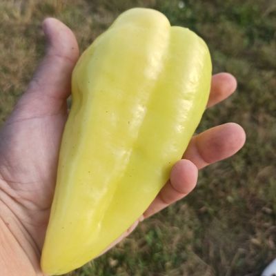 babura umjereno ljuta