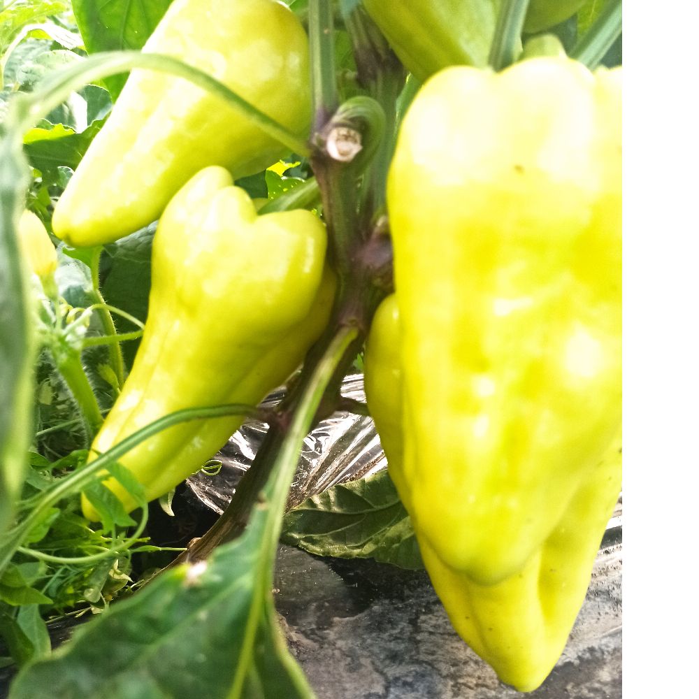 babura umjereno ljuta thumbnail 2