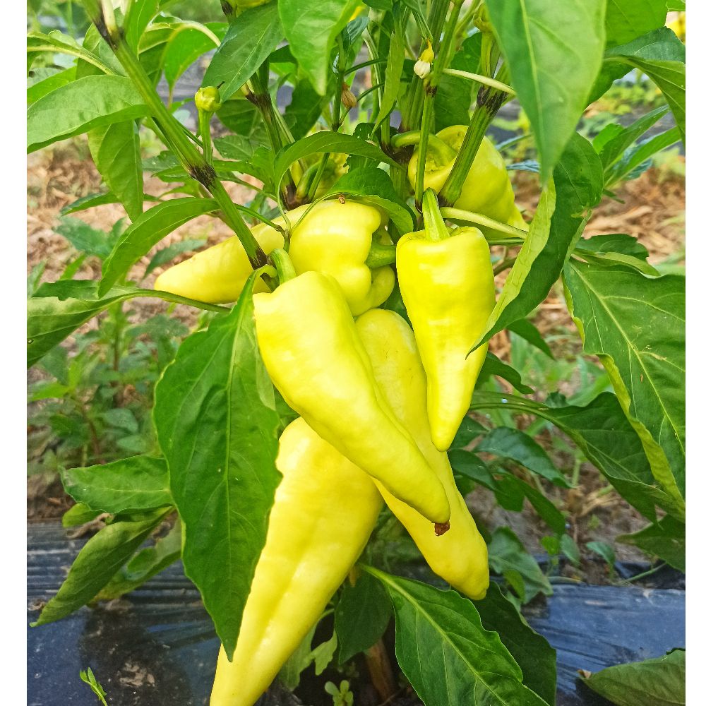 babura umjereno ljuta thumbnail 3