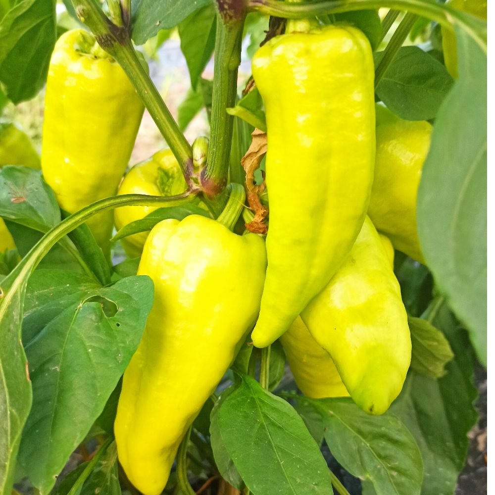 babura umjereno ljuta thumbnail 4