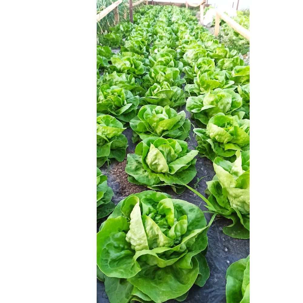 mlada puterica thumbnail 3