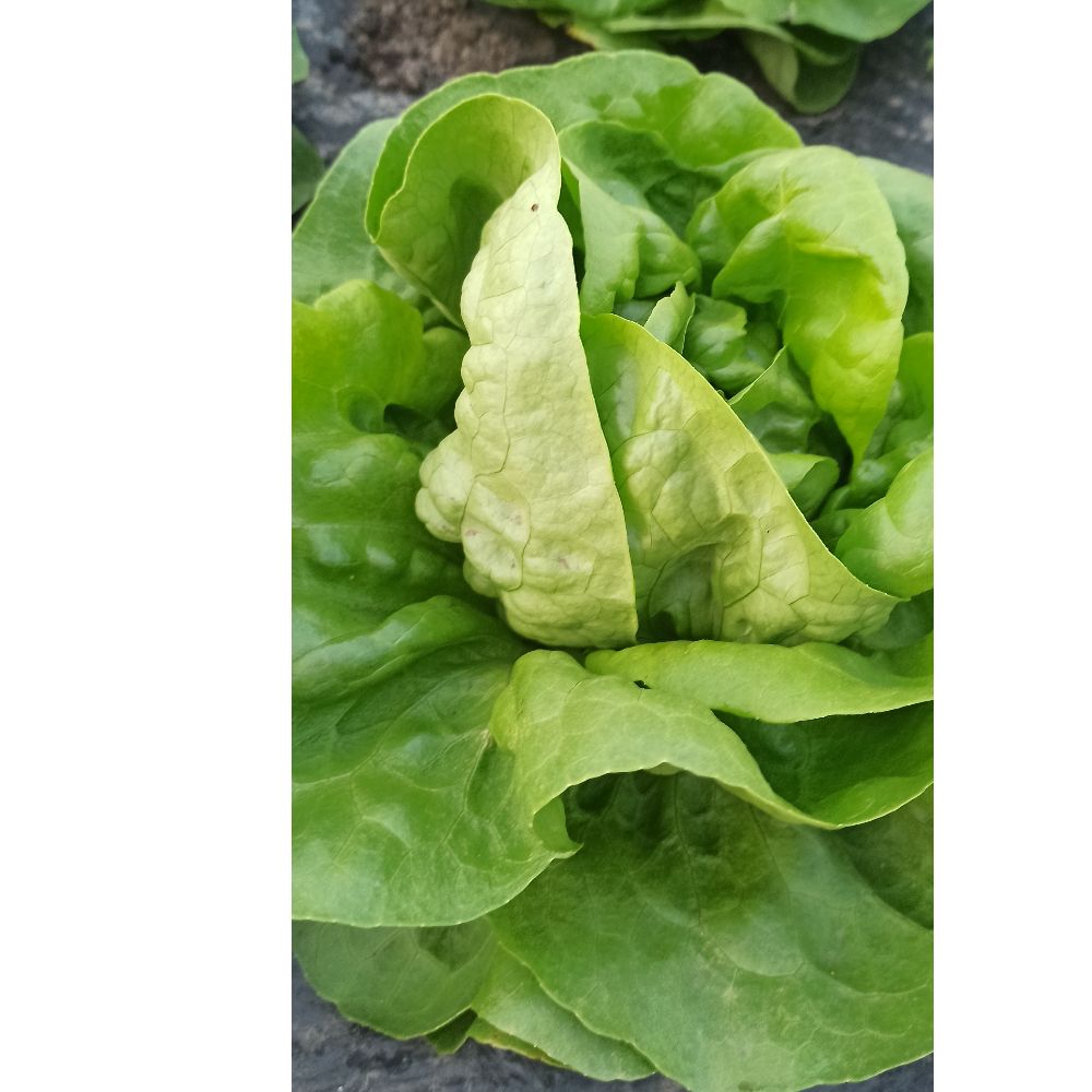 mlada puterica thumbnail 2