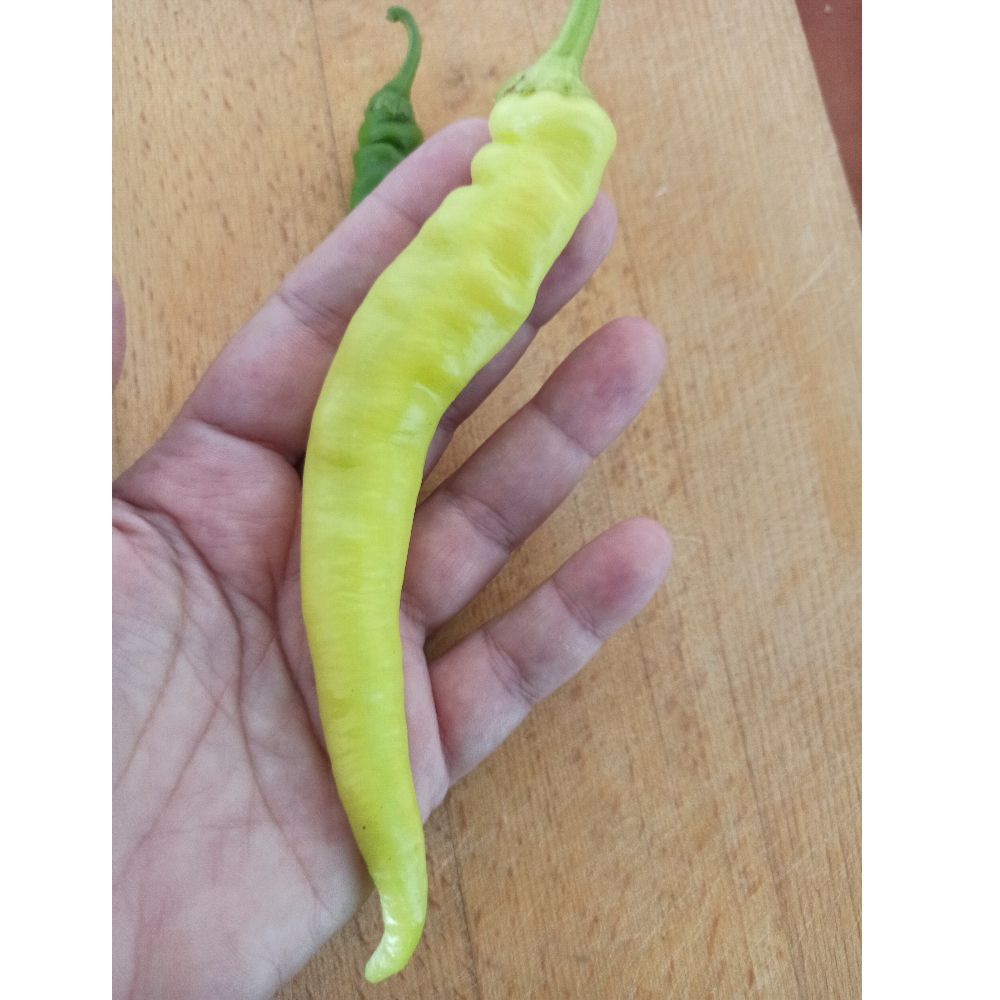 žuta ljuta thumbnail 4