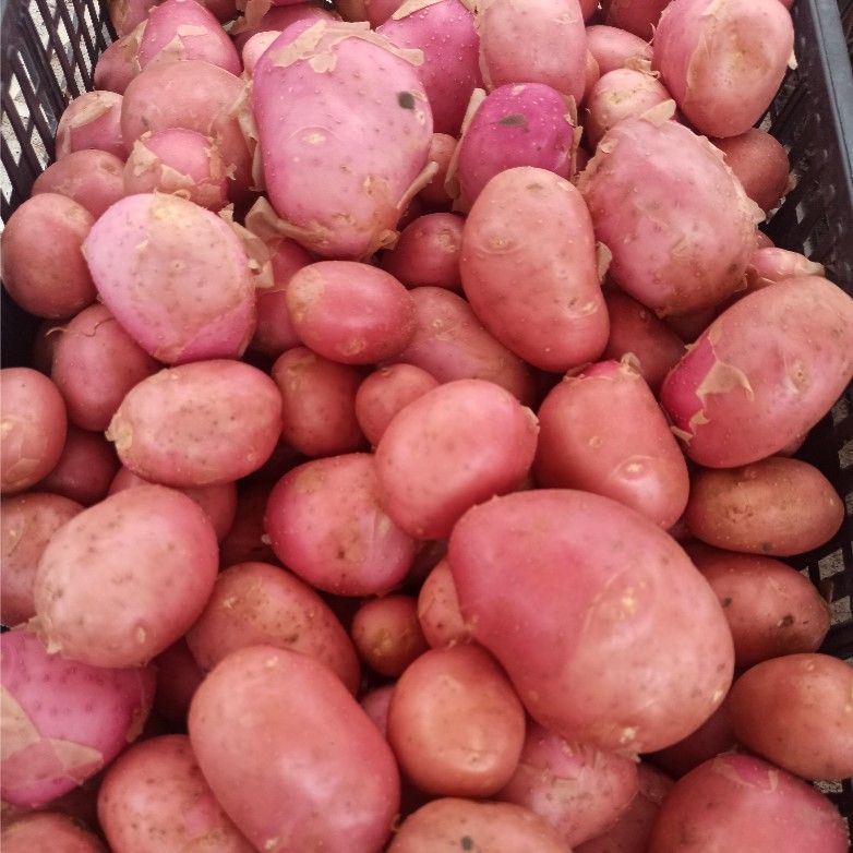 mladi Bellarosa - Image 1