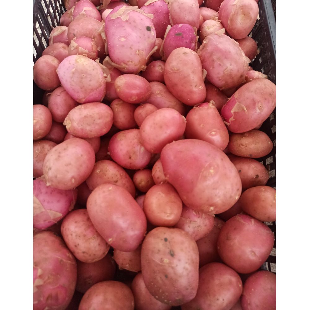 mladi Bellarosa thumbnail 3