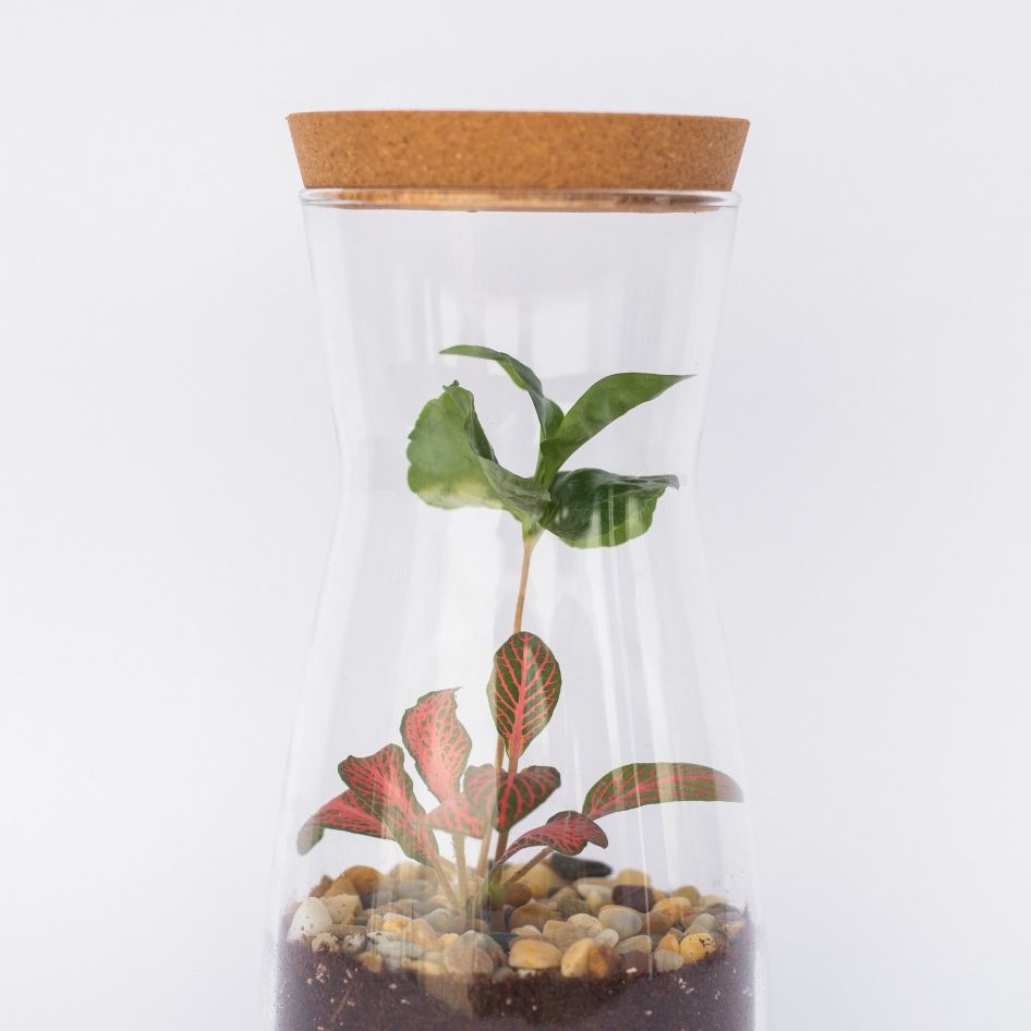 Biljni terarij thumbnail 2