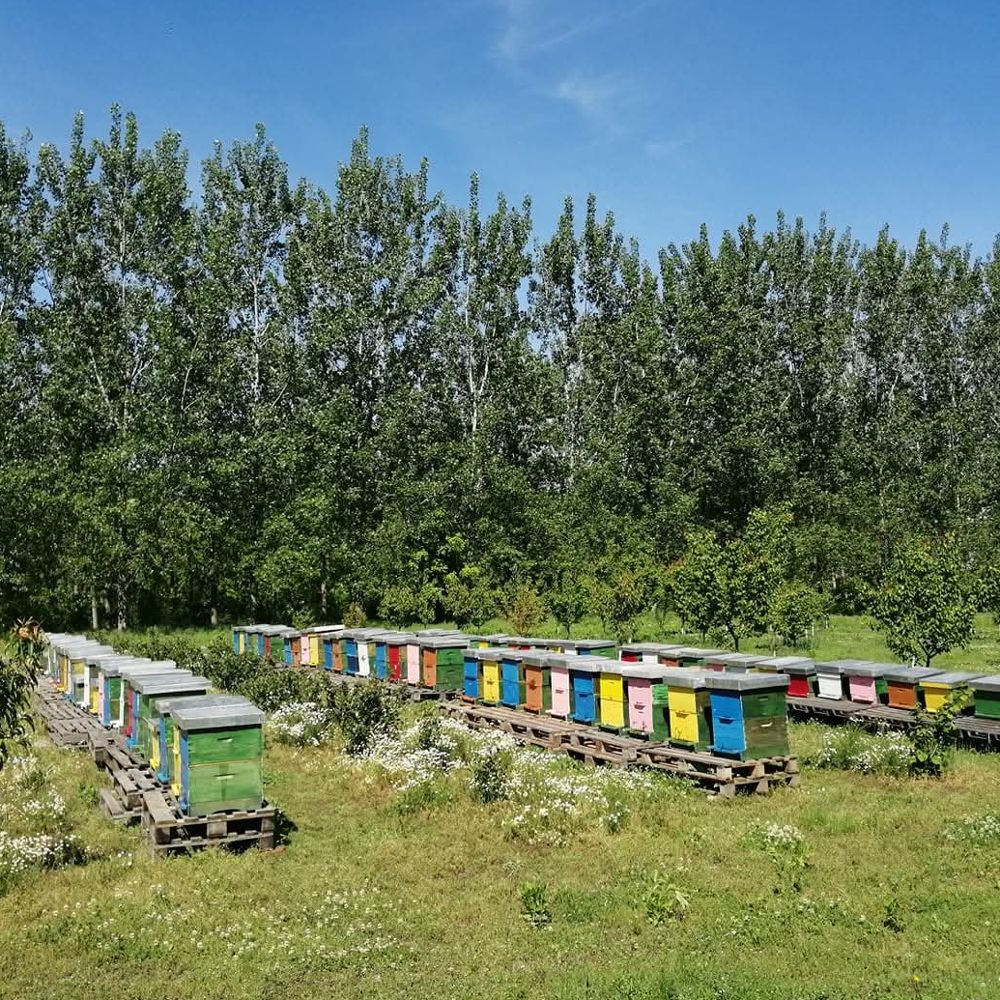 Cvjetni med + medomed thumbnail 3