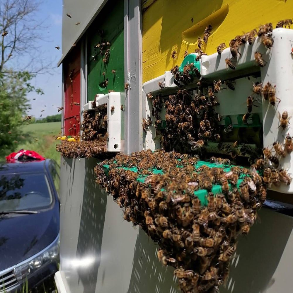 Cvjetni med+propolis thumbnail 2