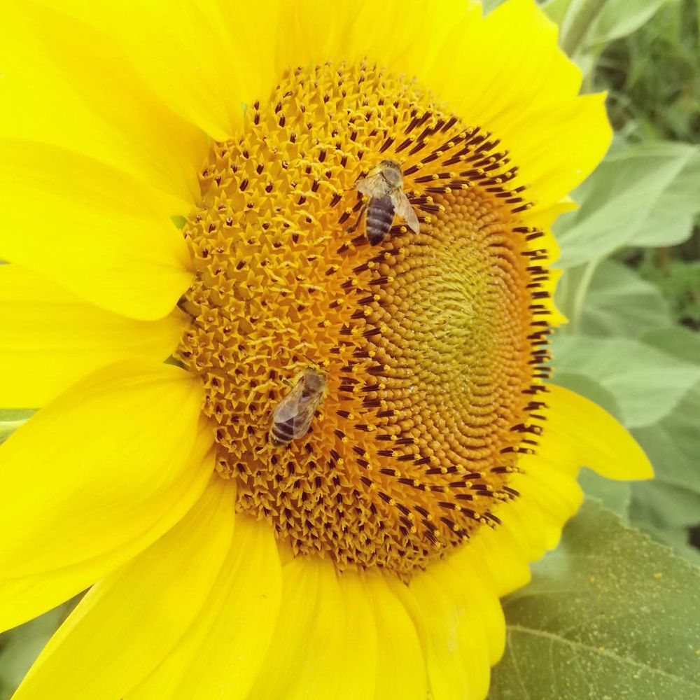 u plastičnom medvjediću thumbnail 2