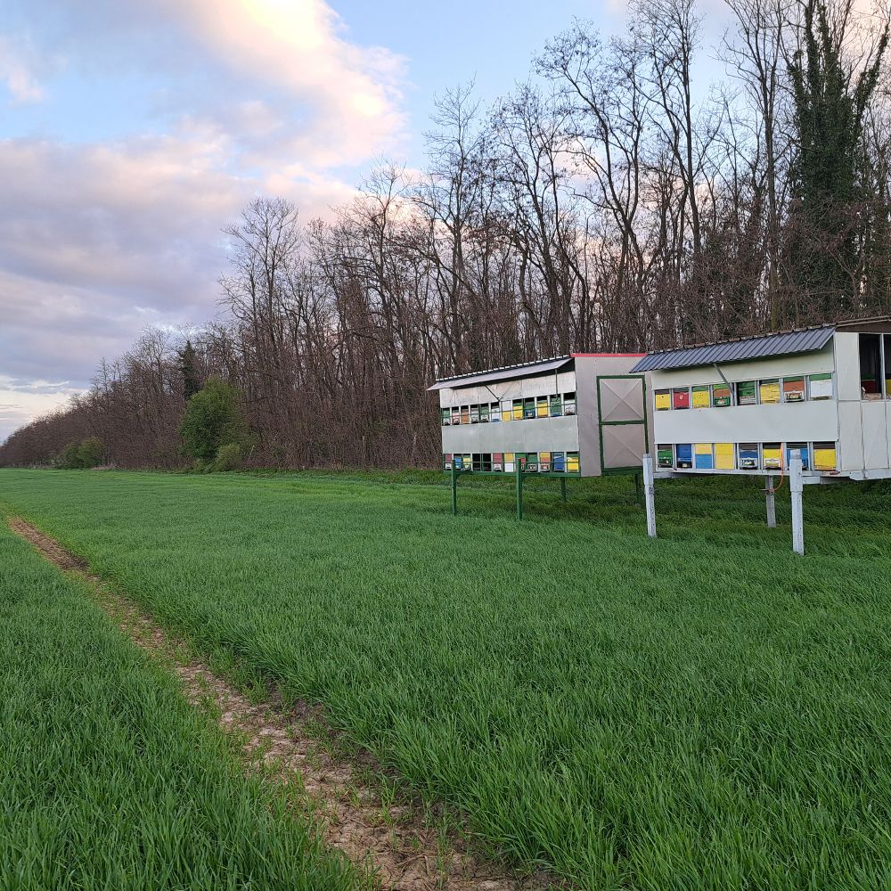 Med Baranjskih šuma i polja thumbnail 5