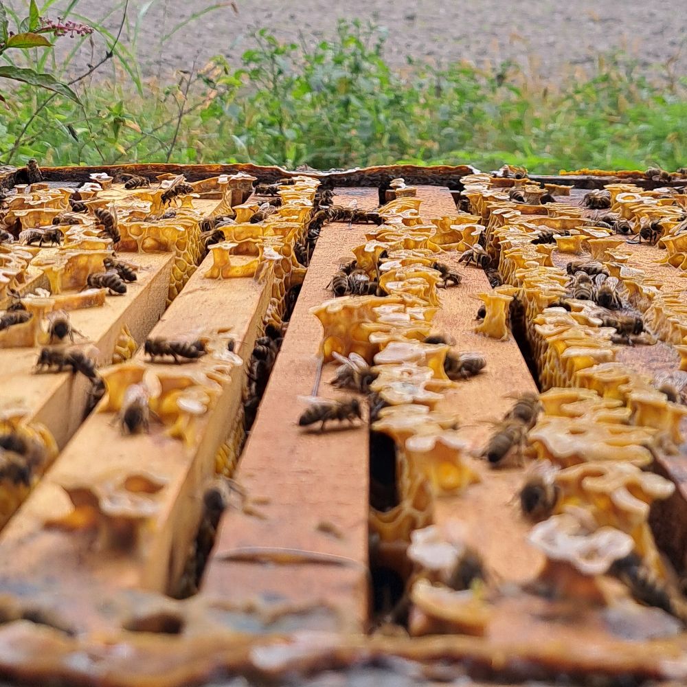 Med Baranjskih šuma i polja thumbnail 3