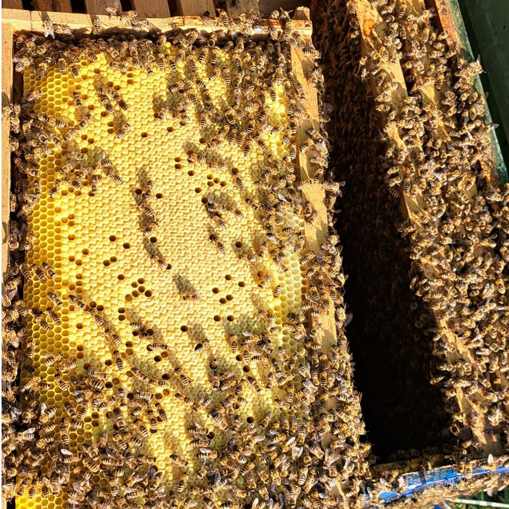 s mrežice thumbnail 4