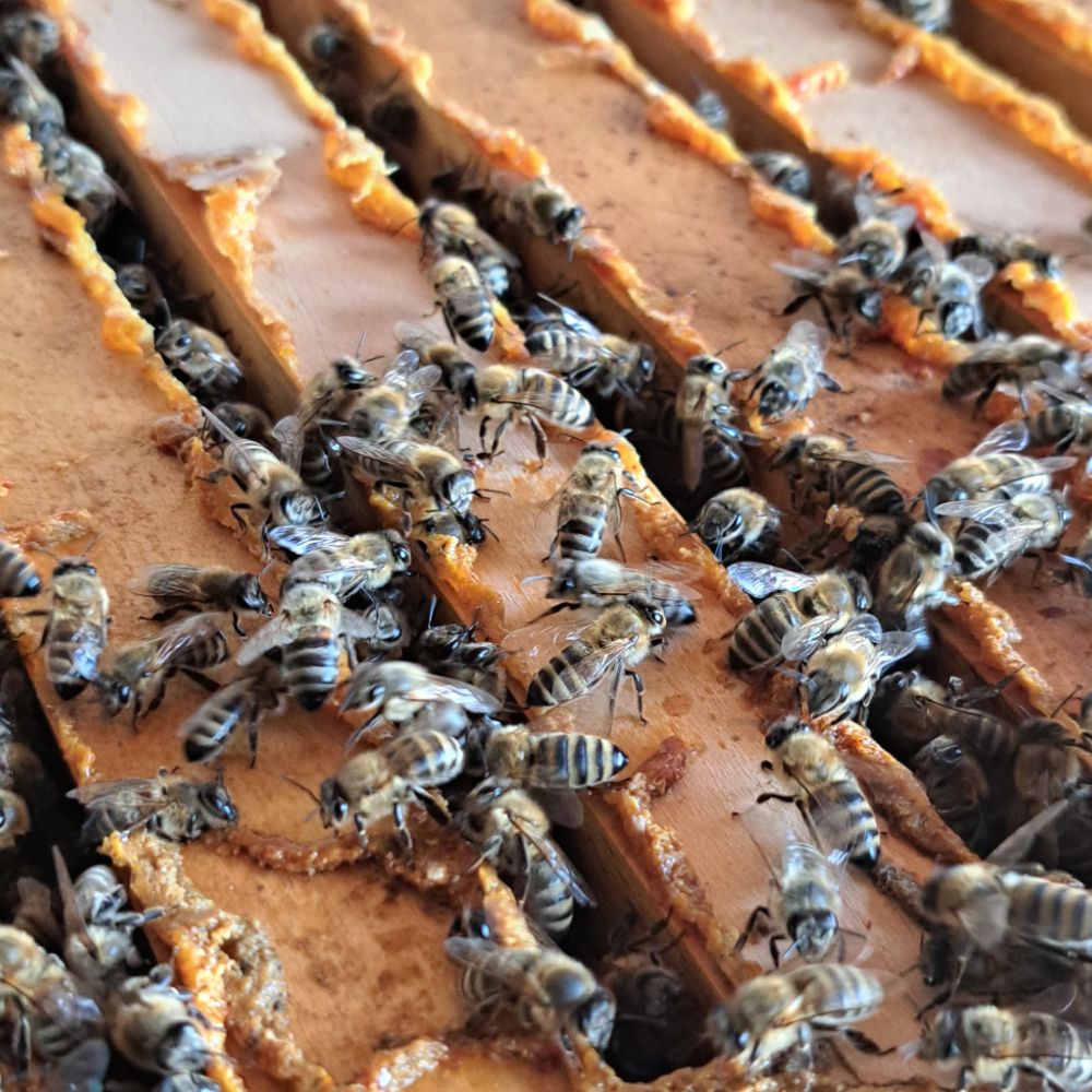 s mrežice thumbnail 3