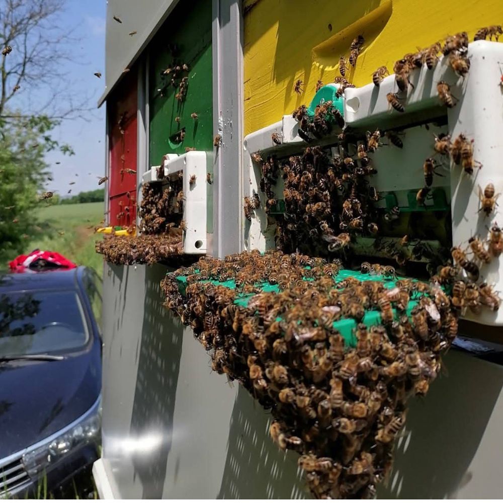 s mrežice thumbnail 6