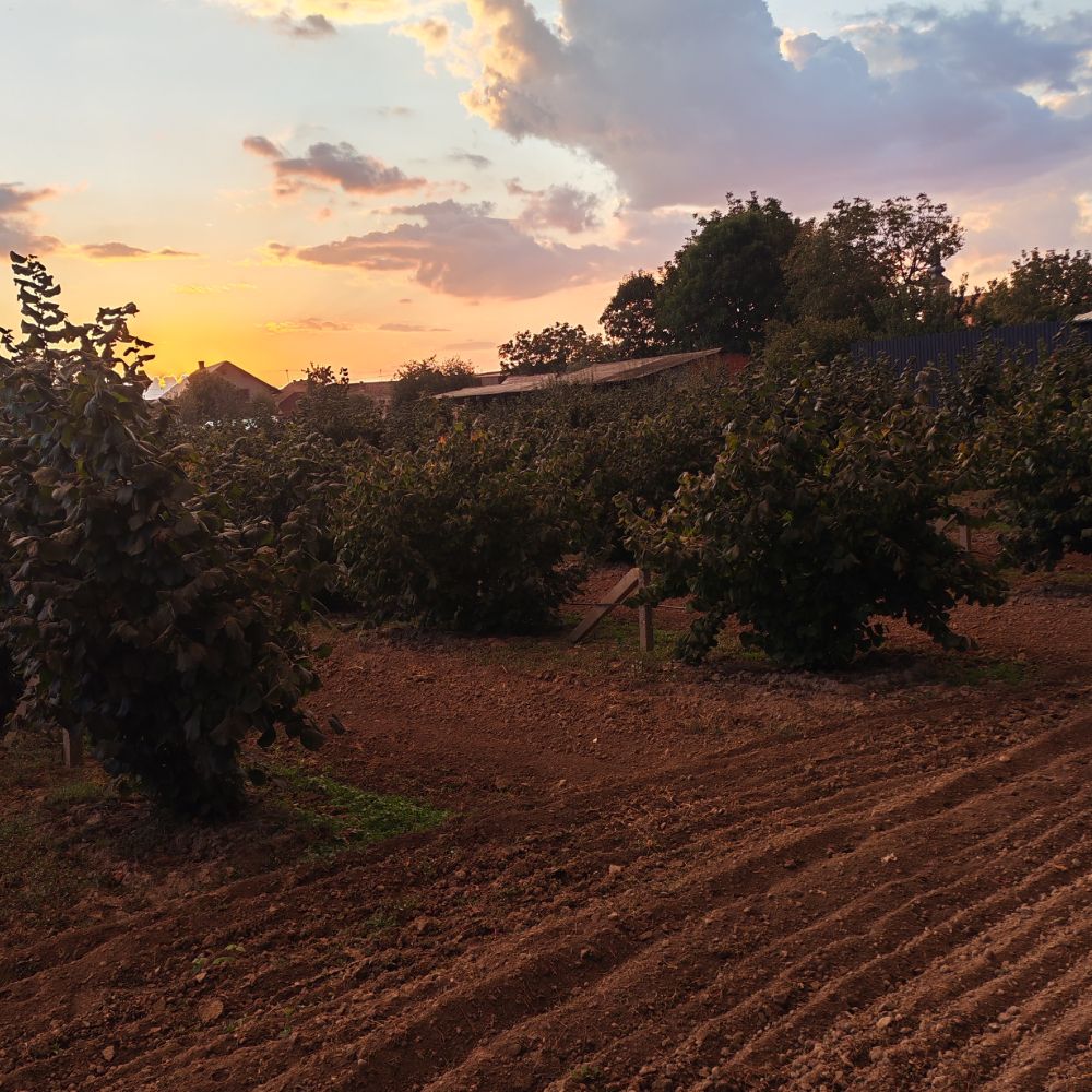 Rimski i istarski thumbnail 2