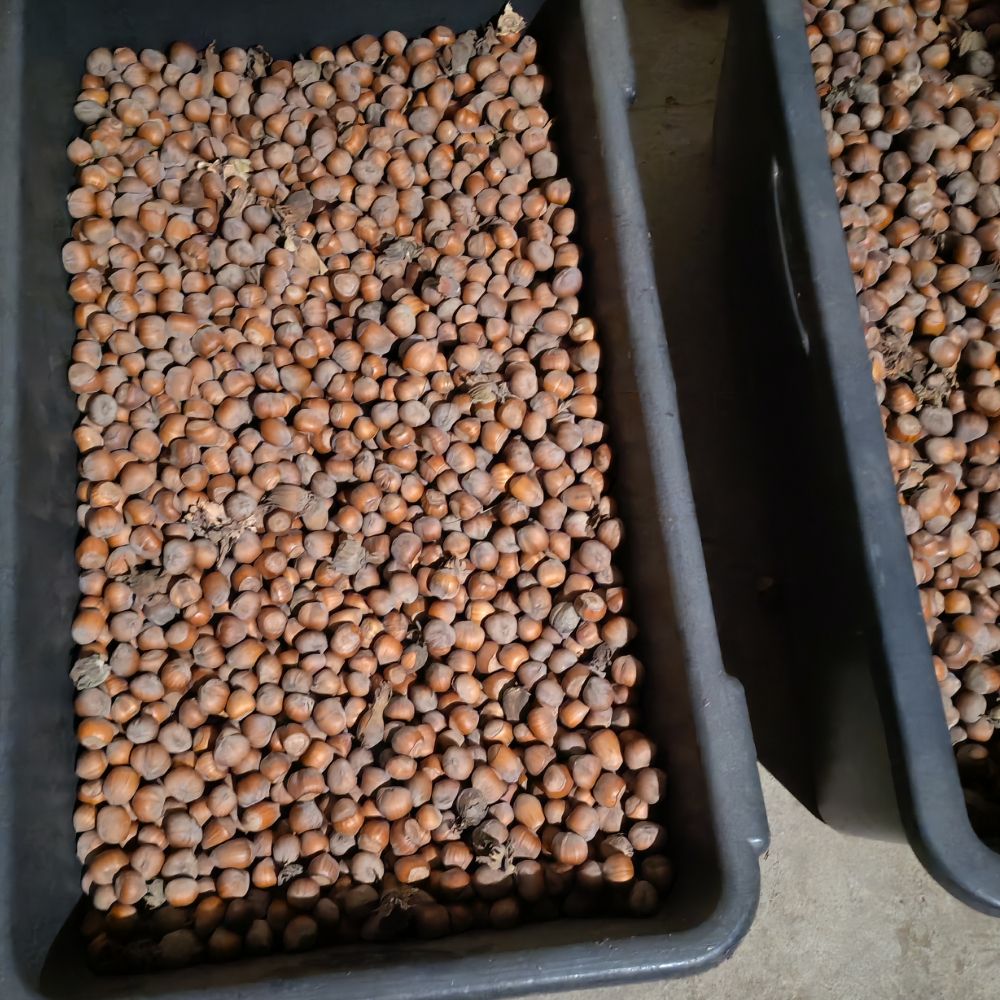 Rimski i istarski thumbnail 5