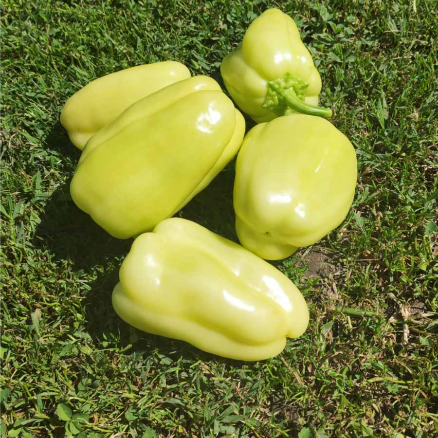 Paprika babura - Image 1