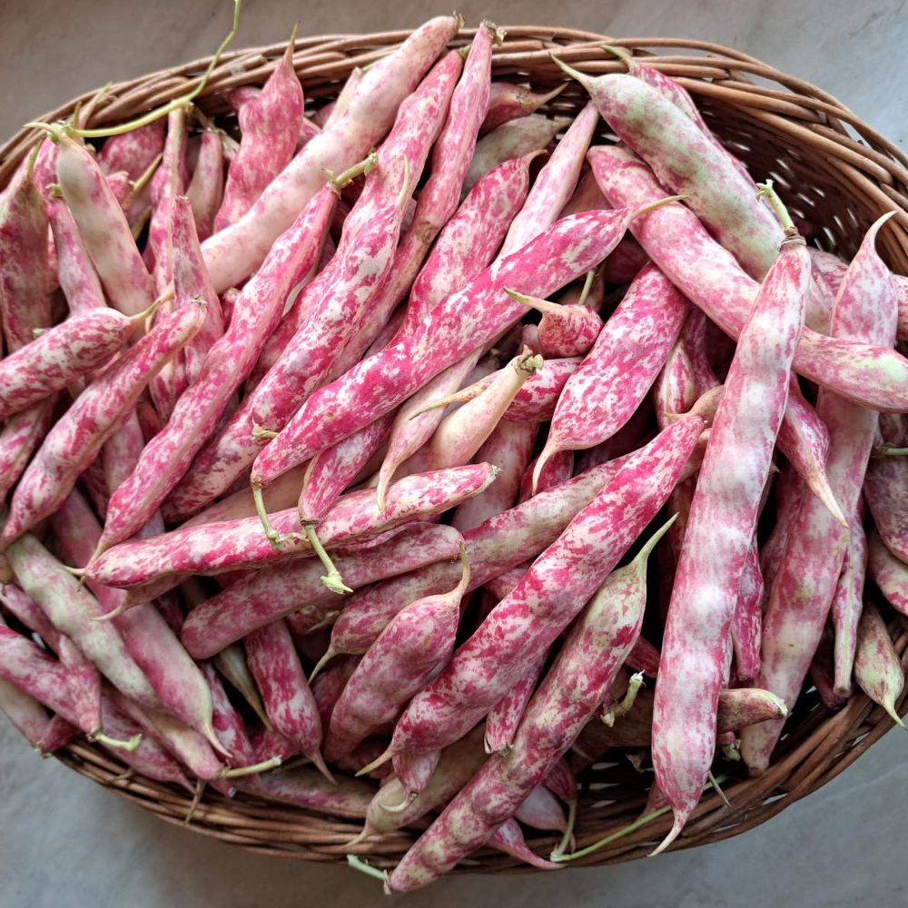 EKO mladi u mahuni thumbnail 2