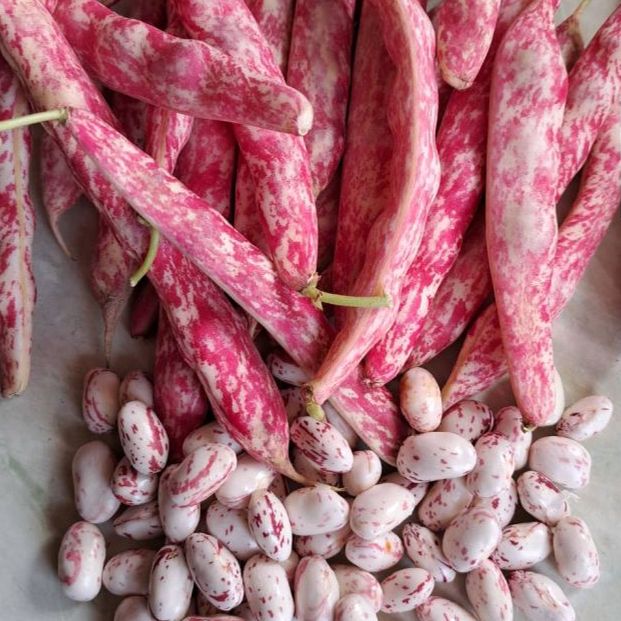 EKO mladi u mahuni - Image 1