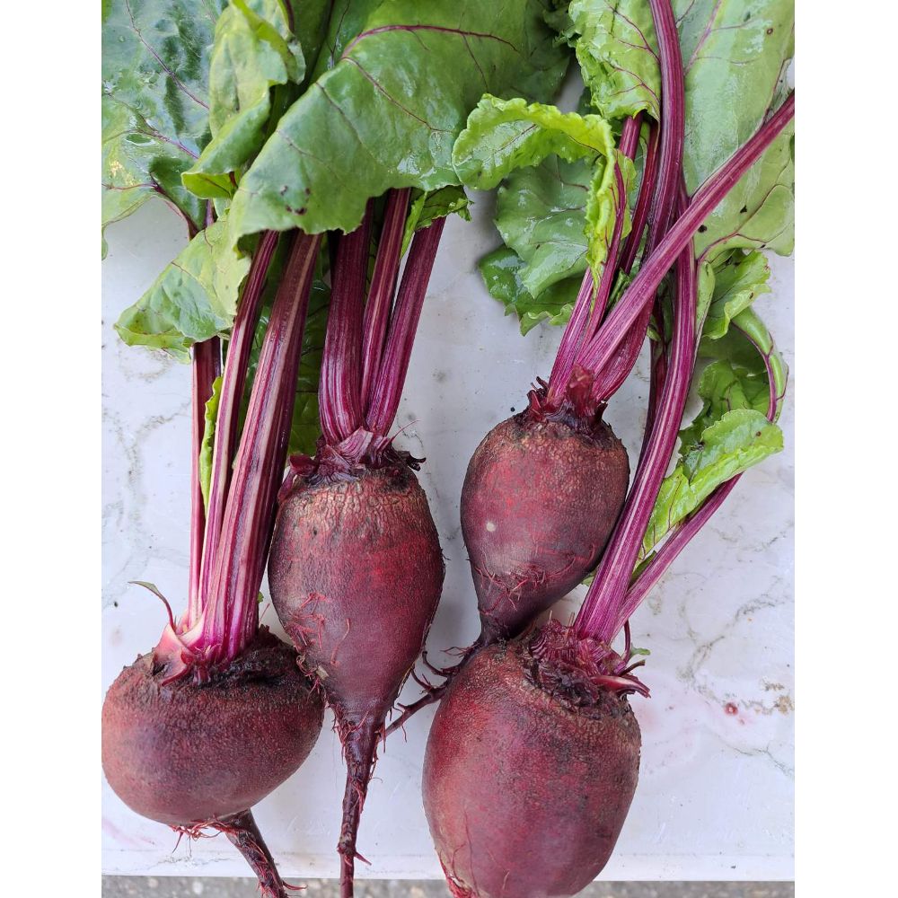 EKO - mlada s listom thumbnail 3