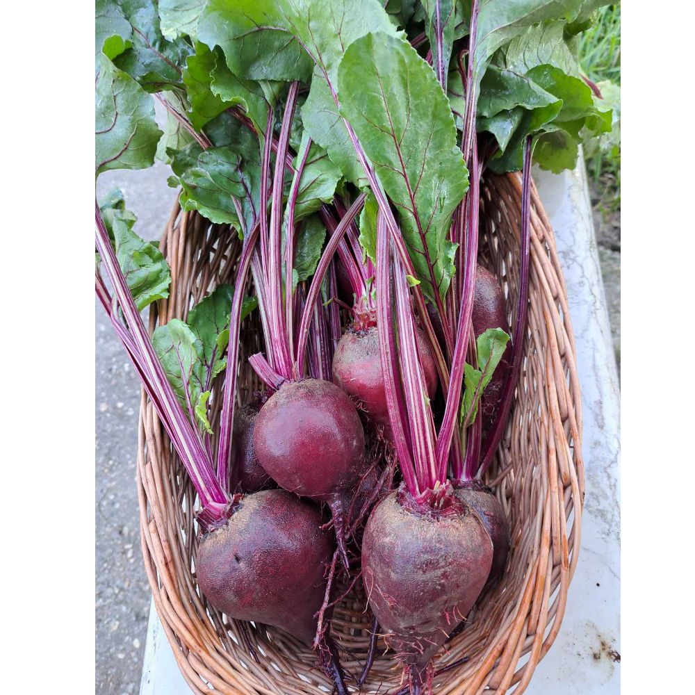 EKO - mlada s listom thumbnail 2