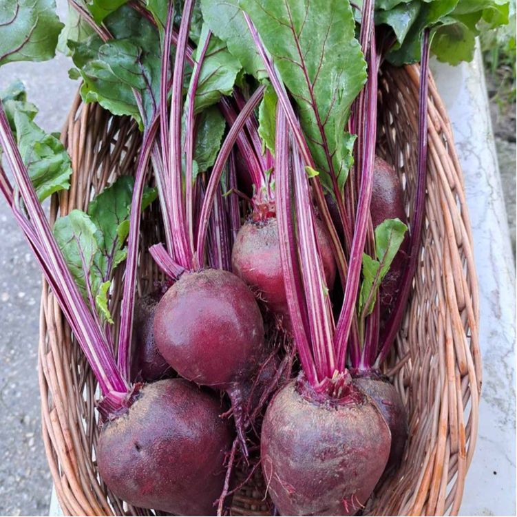 EKO - mlada s listom - Image 1