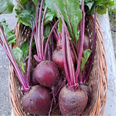 EKO - mlada s listom