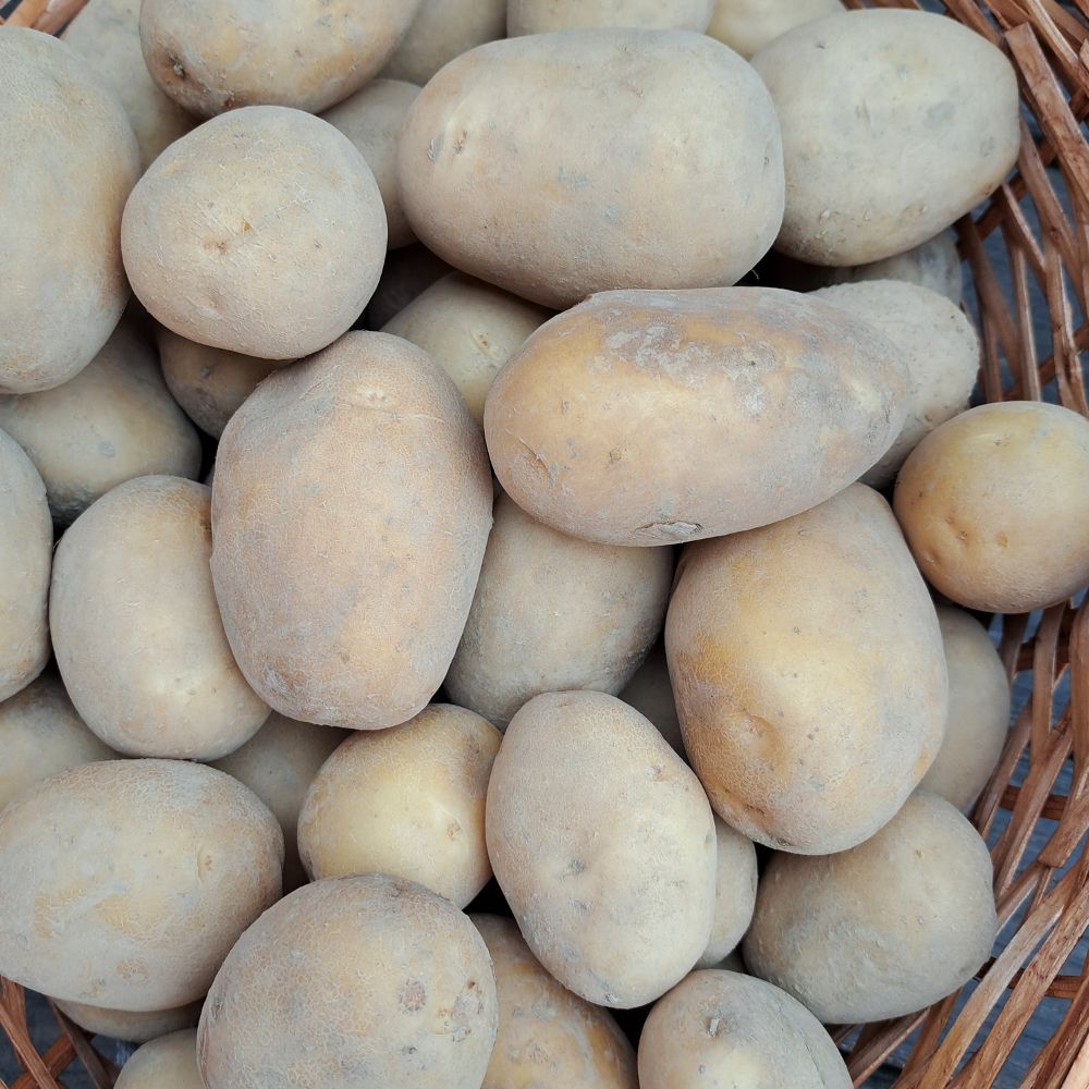 EKO - bijeli - Image 1